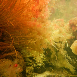 cano-cristales